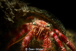 Hermit Crab (Dardanus Calidus);I took this photo in the A... by Özen Gözler 